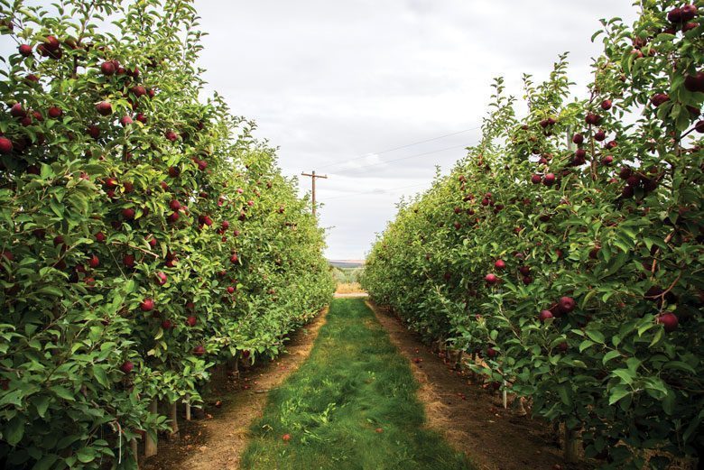 Taste-testing the Cosmic Crisp, Washington state's star-studded 'apple of  the future' – GeekWire