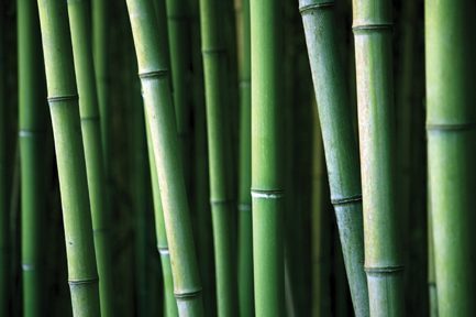 Budding Bamboo - Seattle Business magazine